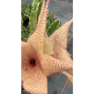 Stapelia gigantea Starfish Flower Succulent Plant Giant Carrion Large Rooted